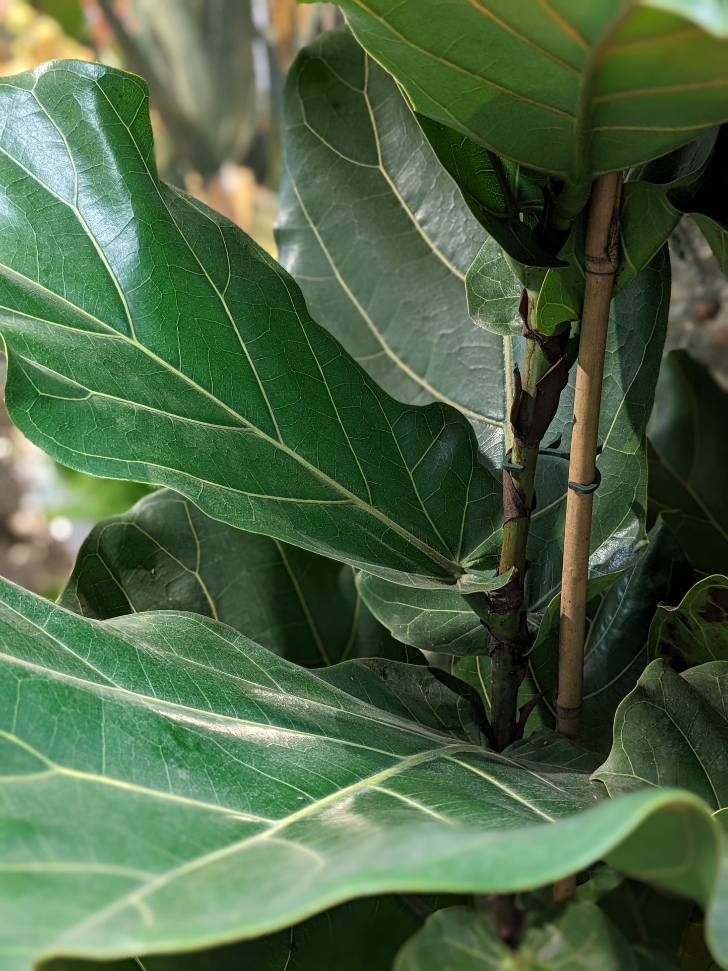 Fiddle Leaf Fig (Extra large)