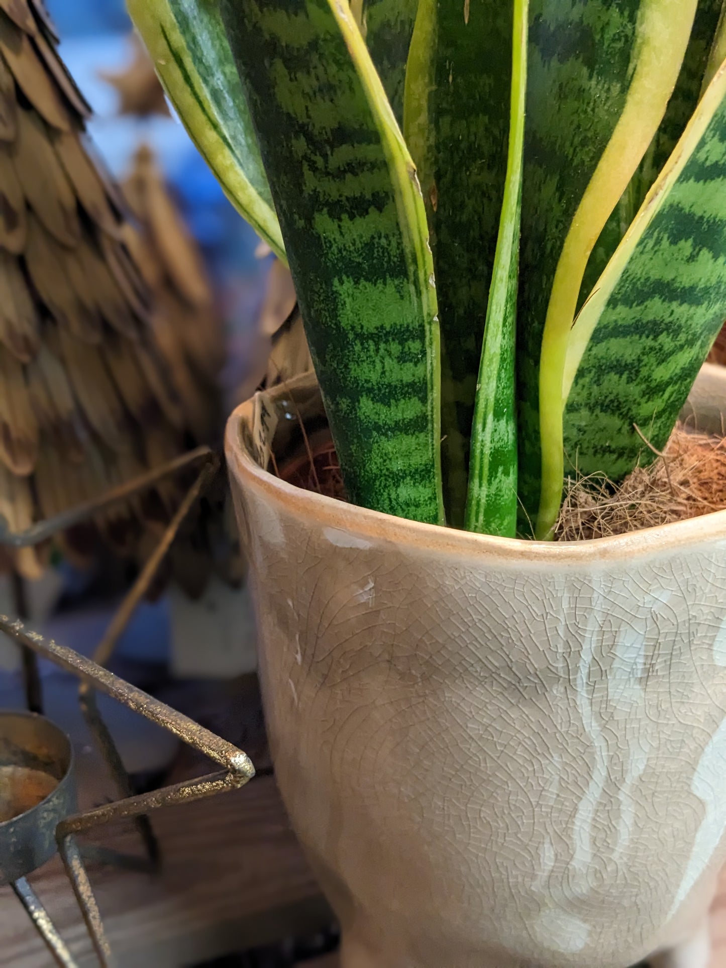 Mother in Laws Tongue / Snake plant