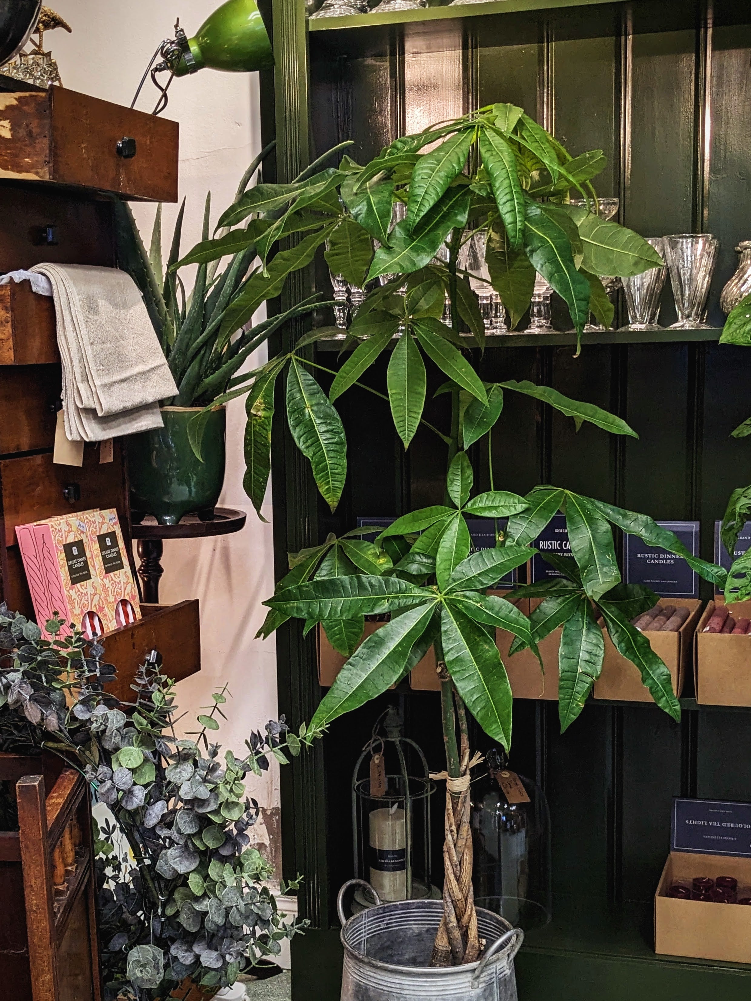 Twisted money tree george preston florist