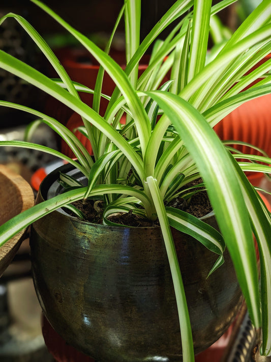 Spider Plant