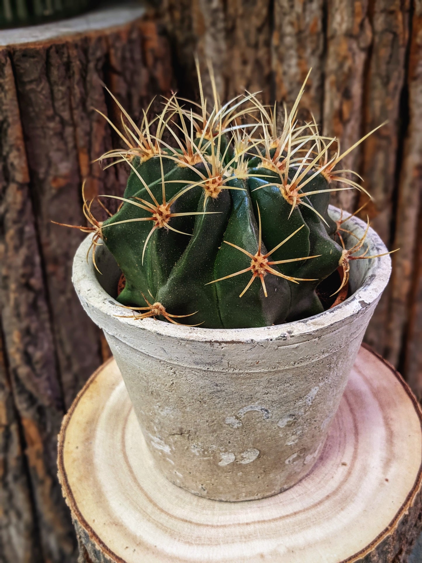 Thorny (Cactus)