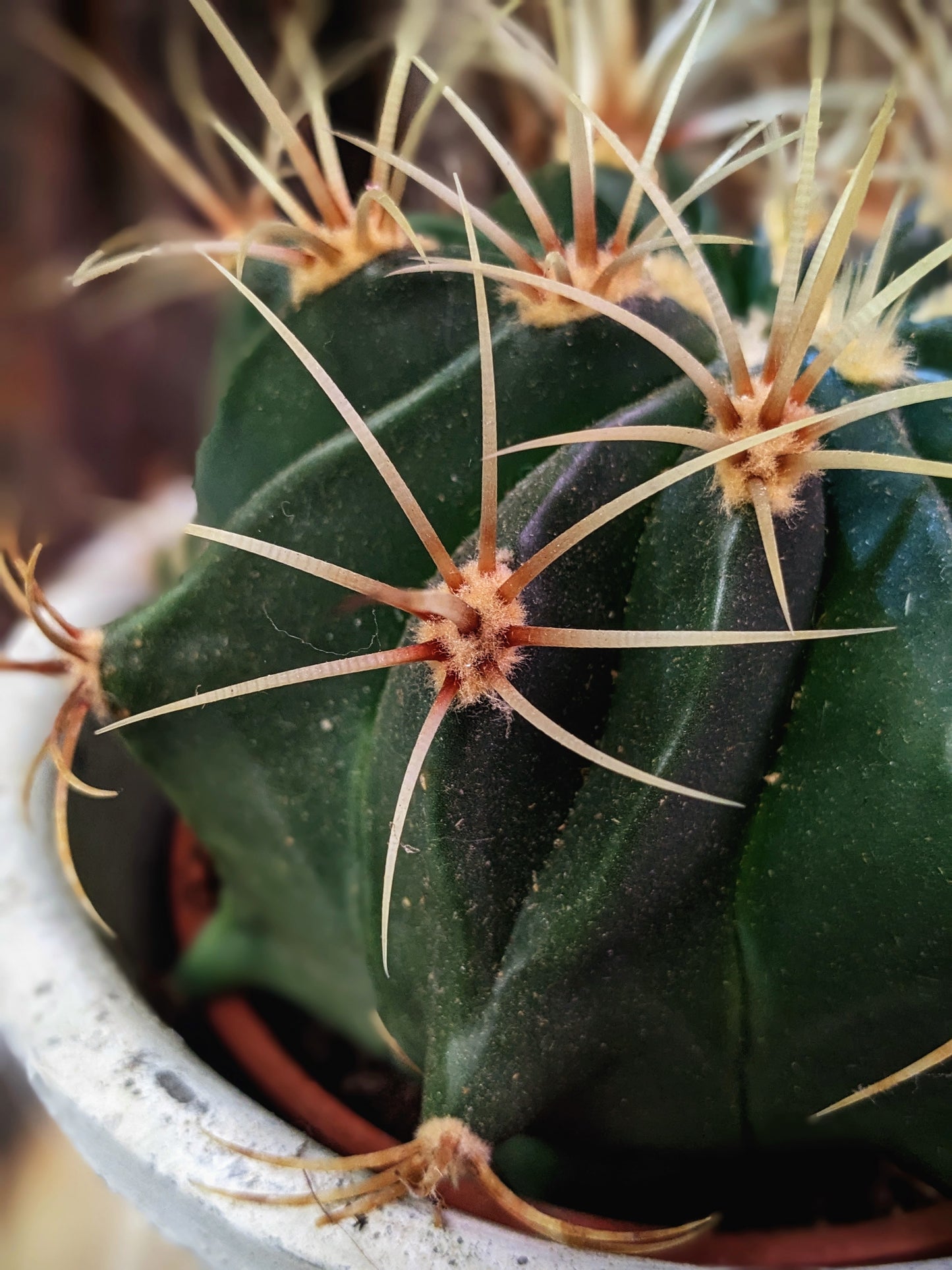 Thorny (Cactus)