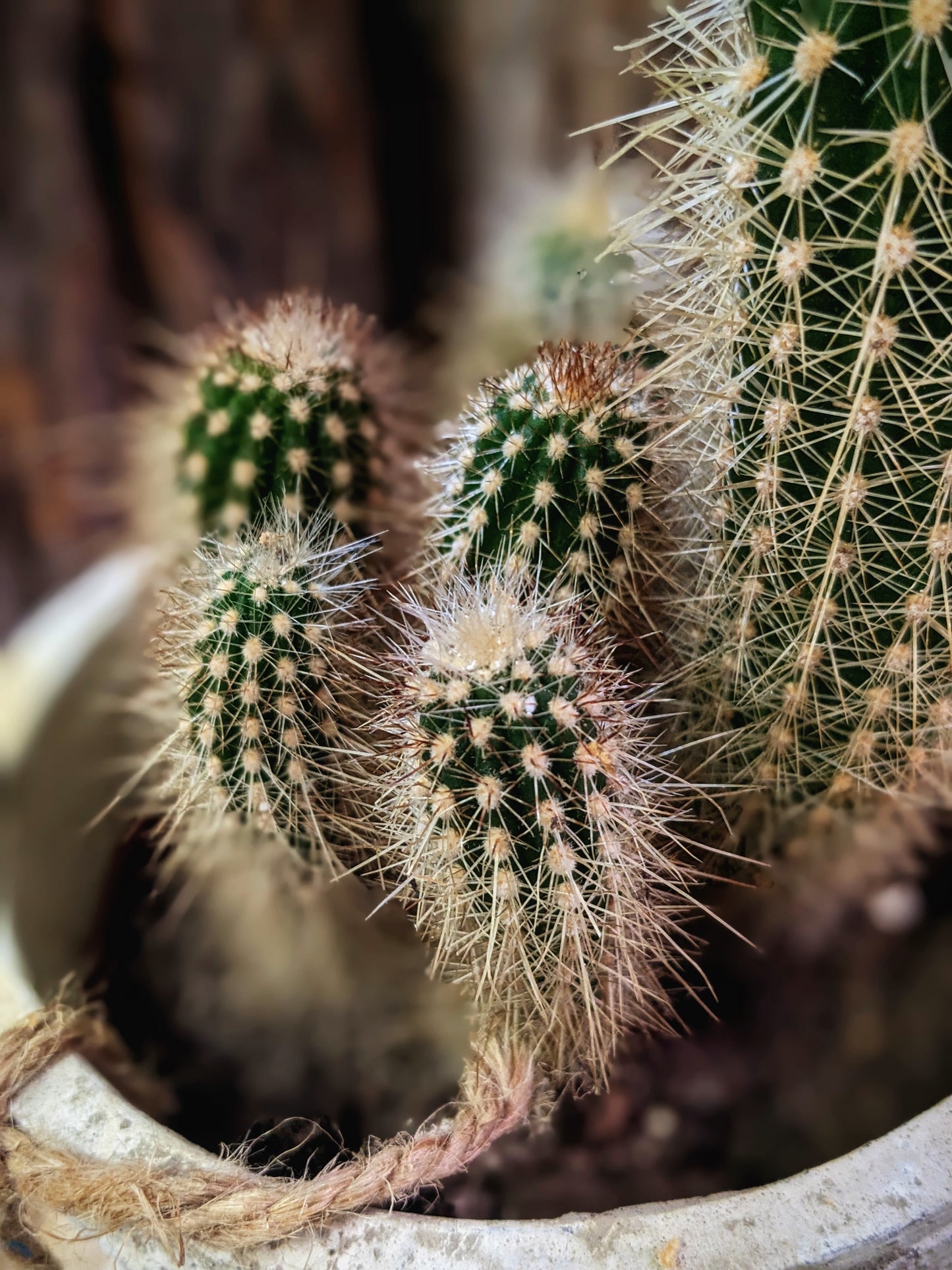 Bristly (Cactus)