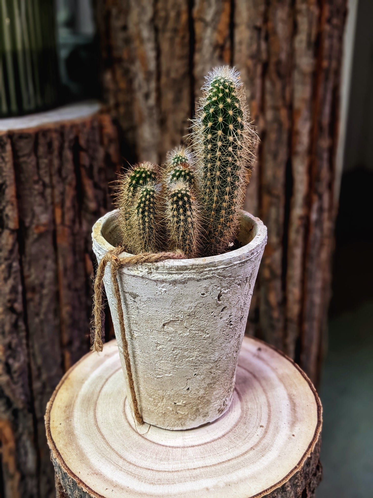 Bristly (Cactus)
