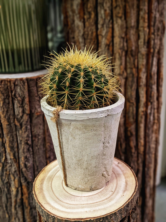 Grumpy (Cactus)