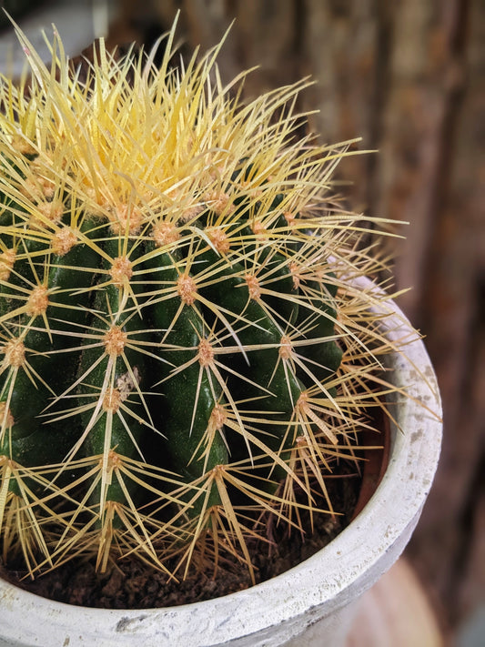 Grumpy (Cactus)