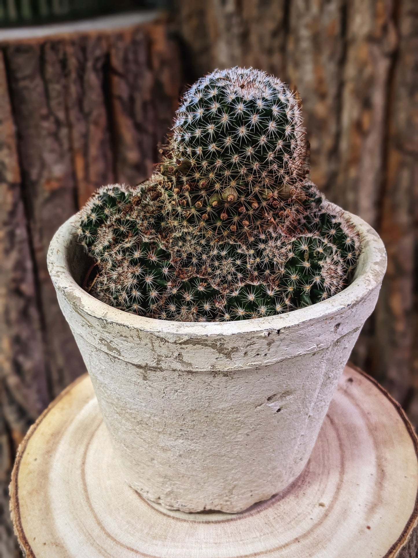 Ouchy (Cactus)