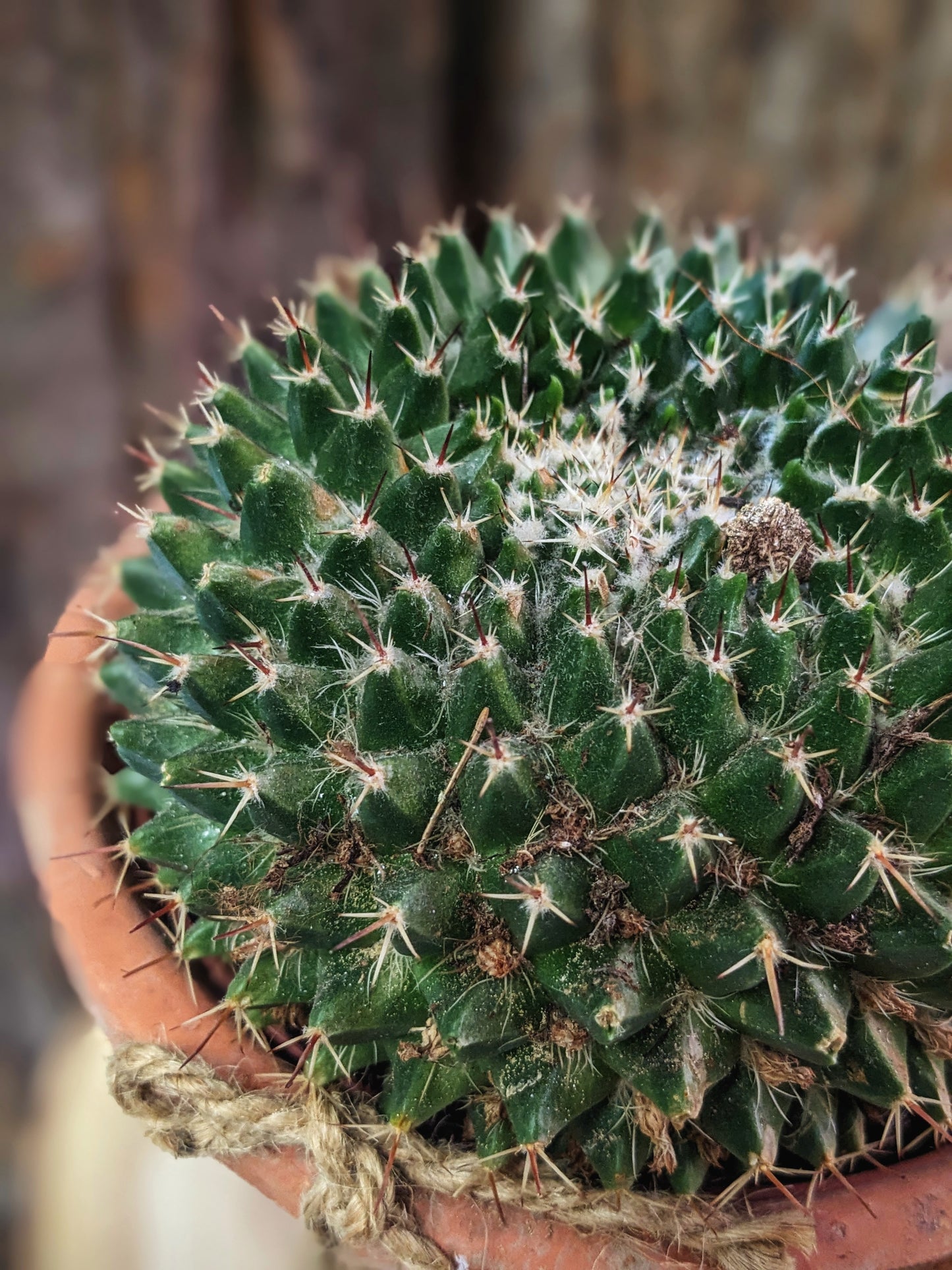 Prickly (Cactus)