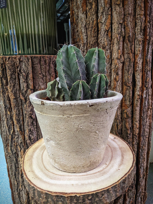 Spiky (Cactus)