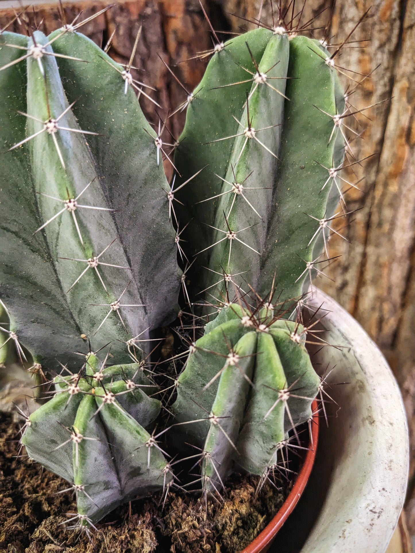 Spiky (Cactus)