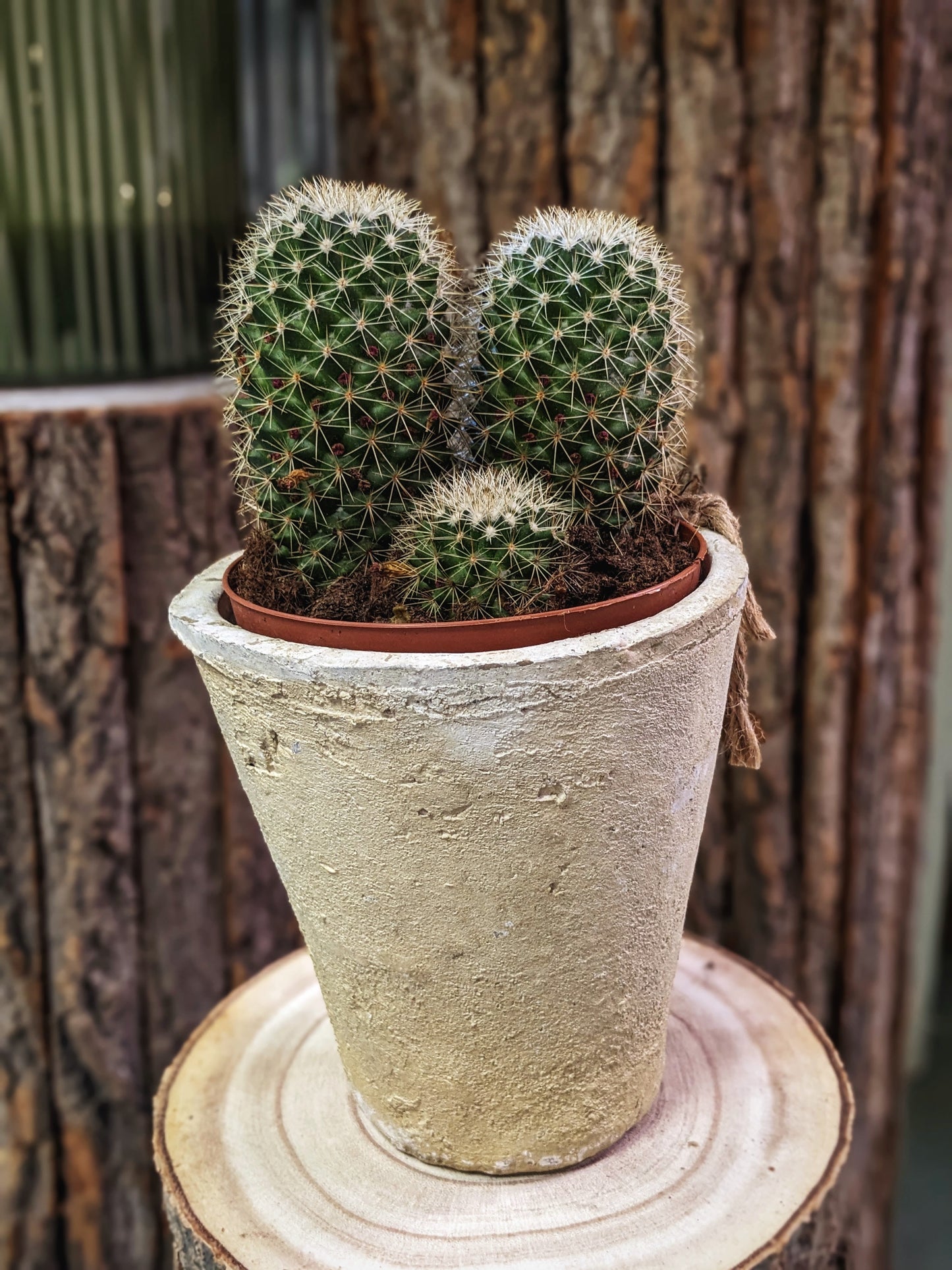 Pokey (Cactus)