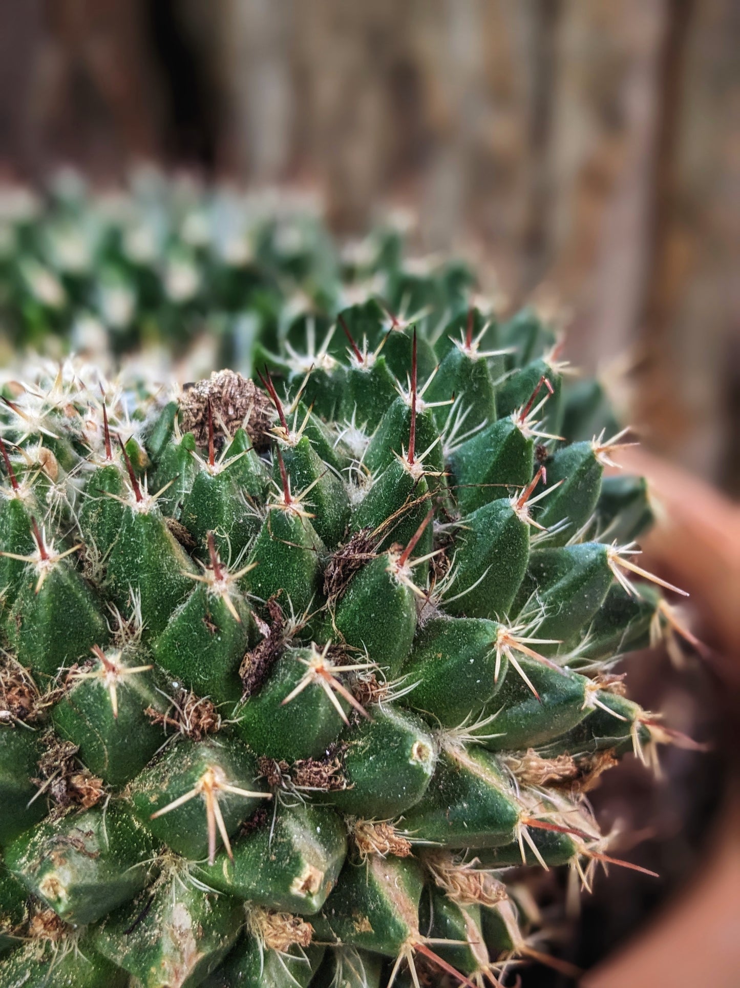 Prickly (Cactus)