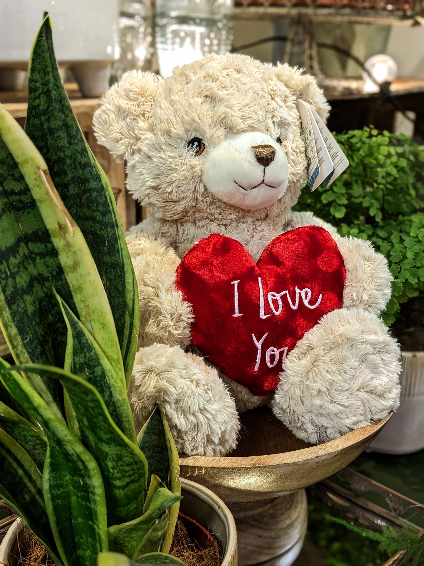 I Love You Teddy ❤