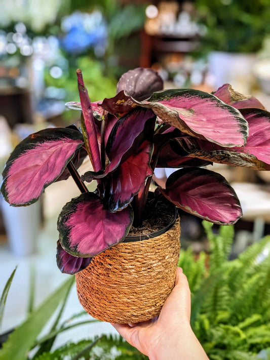 Calathea Crimson