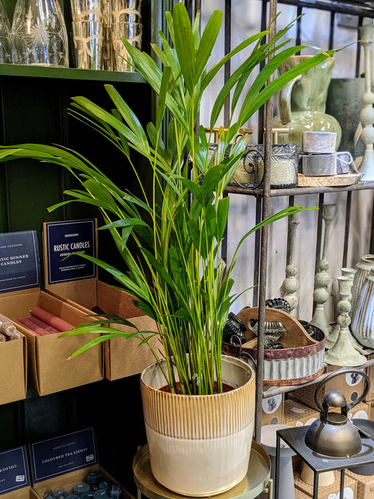 Areca Palm (Medium)
