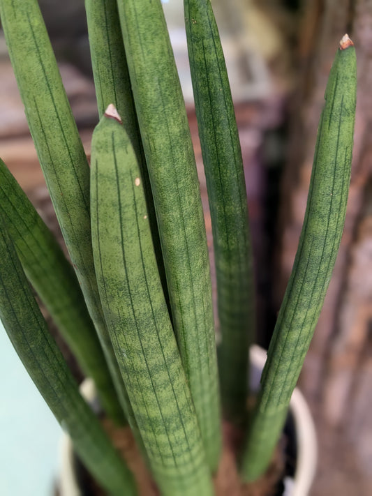 Sansevieria Cylindrica