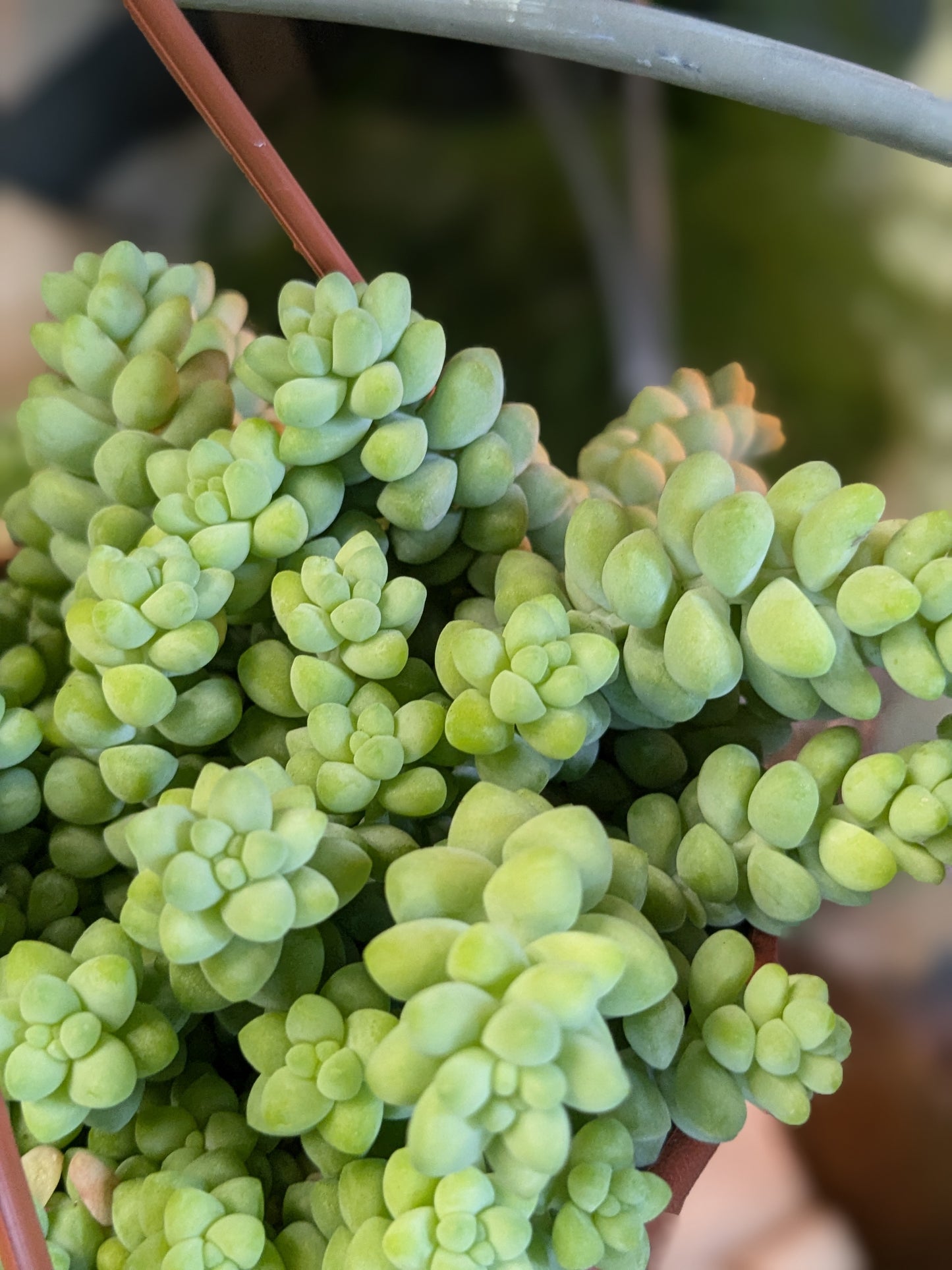 Donkeys Tail Sedum