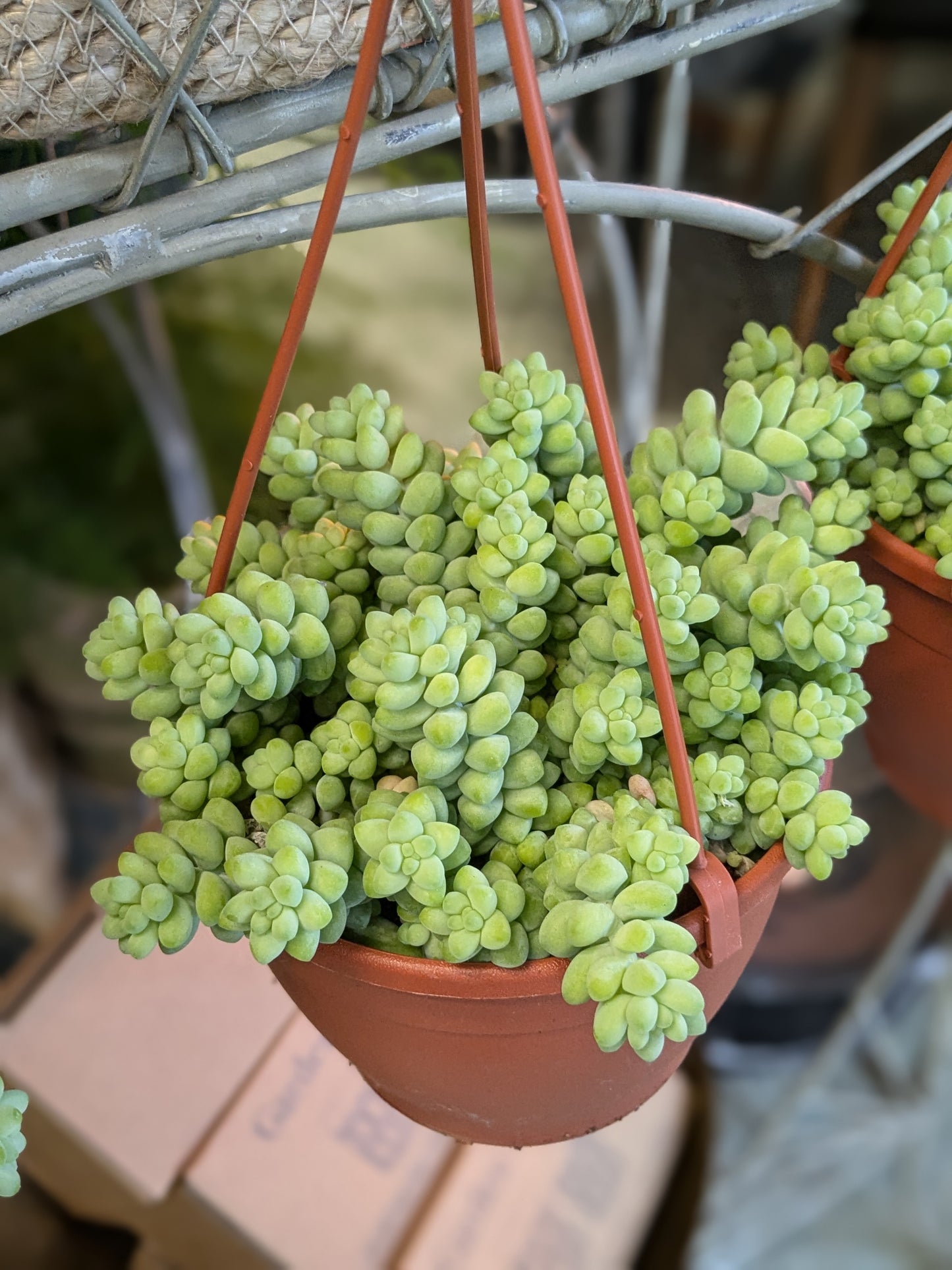 Donkeys Tail Sedum