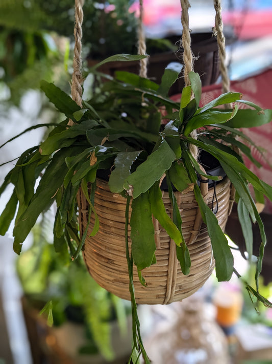 Rhipsalis (Red Coral)