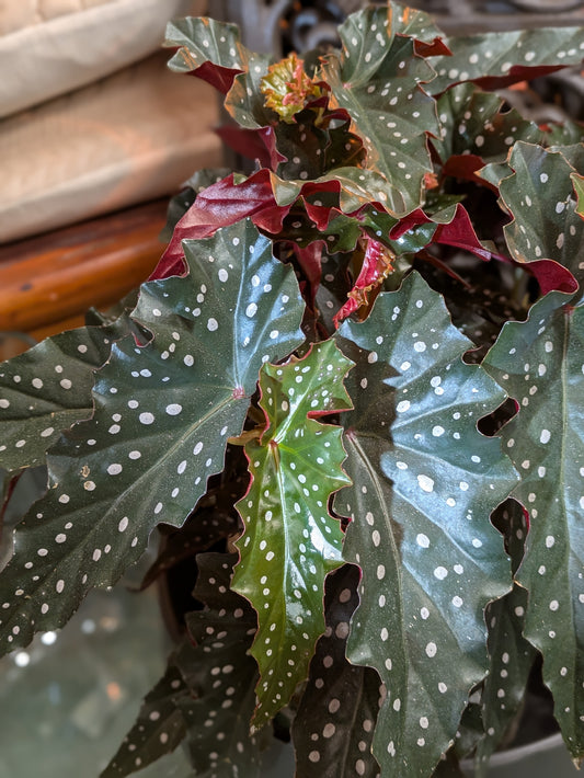 Begonia 'Polka Dot'