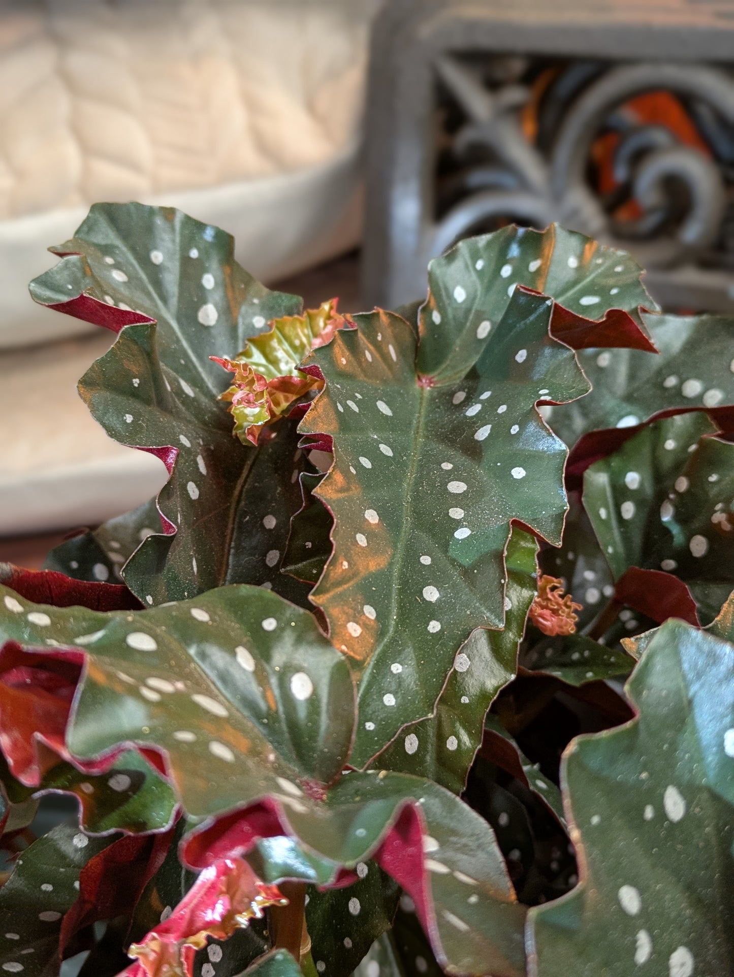 Begonia 'Polka Dot'