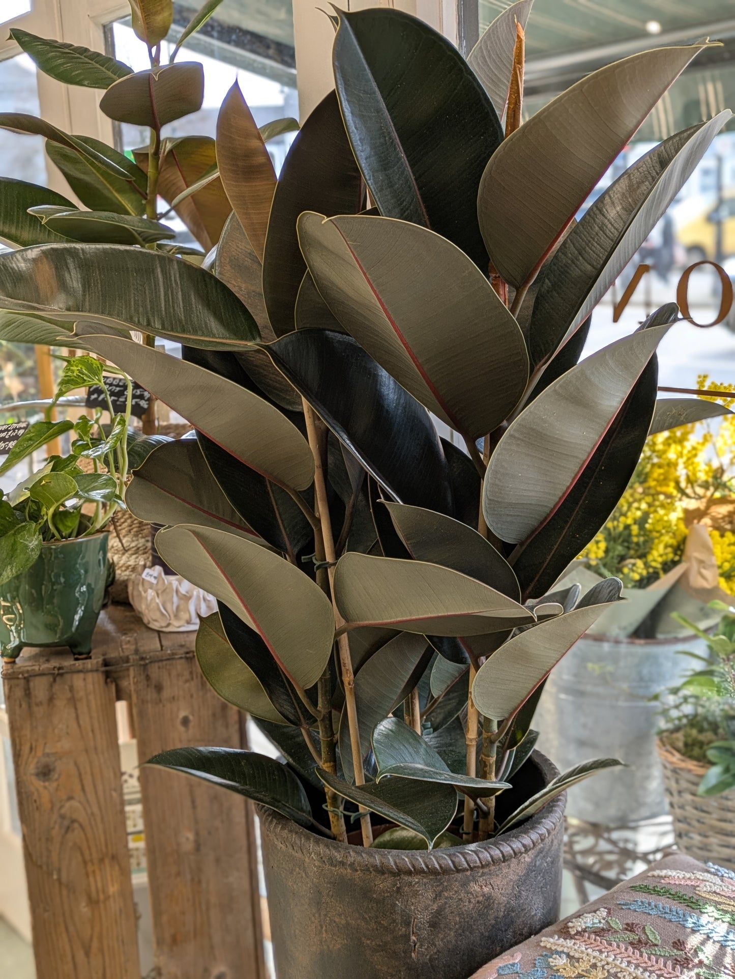 Ficus (Large)