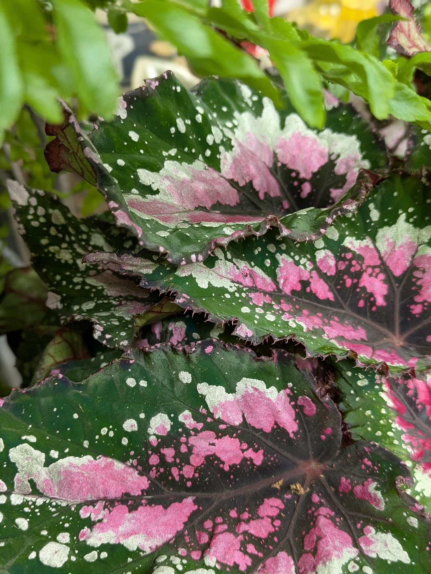 Begonia