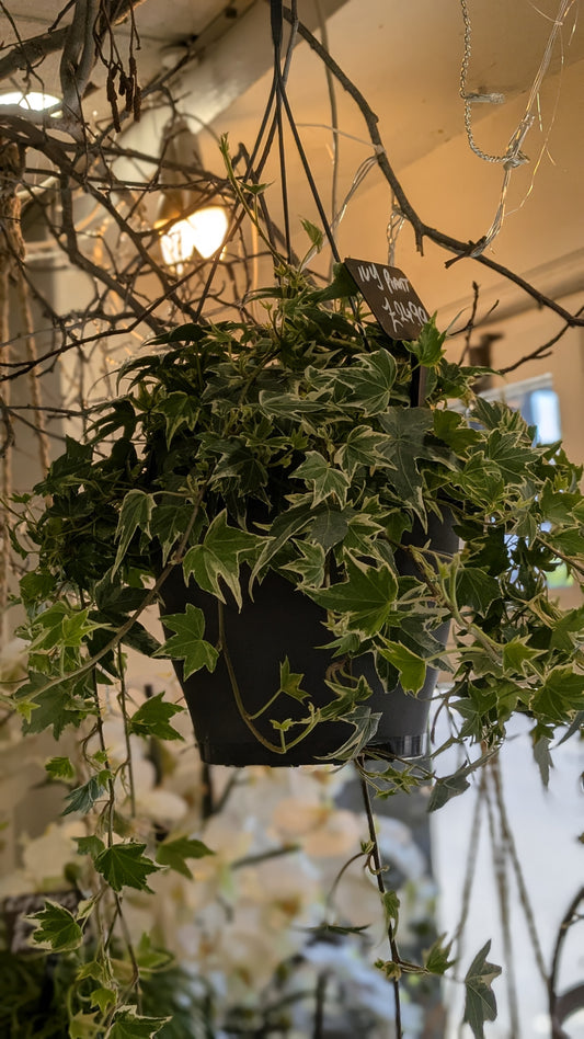 Ivy