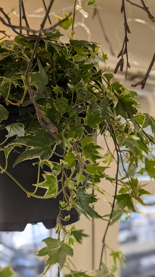 Ivy