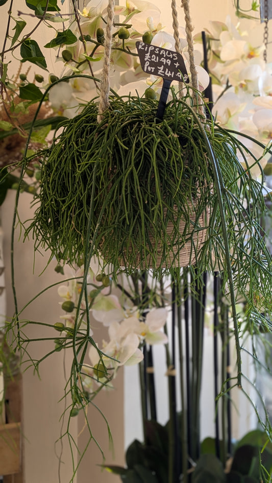 Rhipsalis (Mistletoe Cactus)