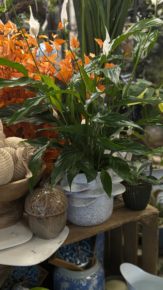 Spathiphllum / Peace Lily (Medium)