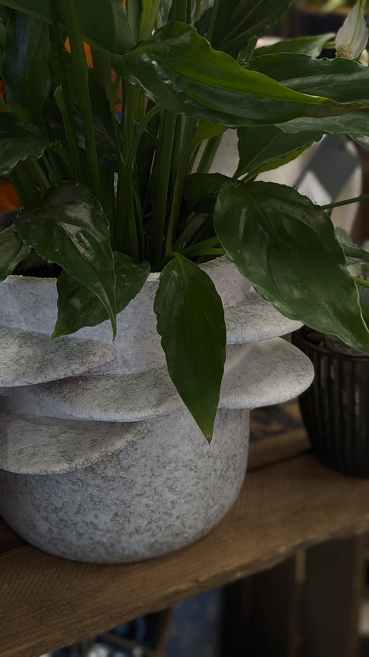 Spathiphllum / Peace Lily (Medium)