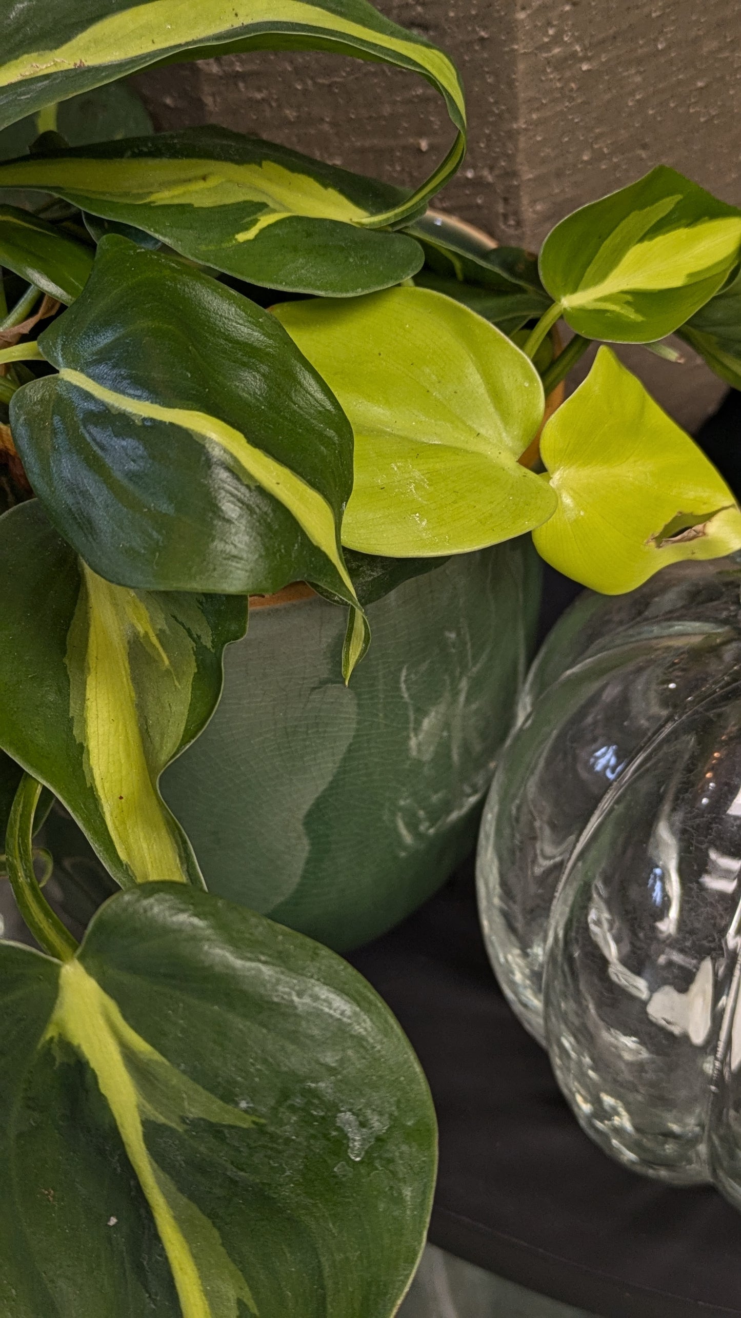 Philodendron 'Brasil'