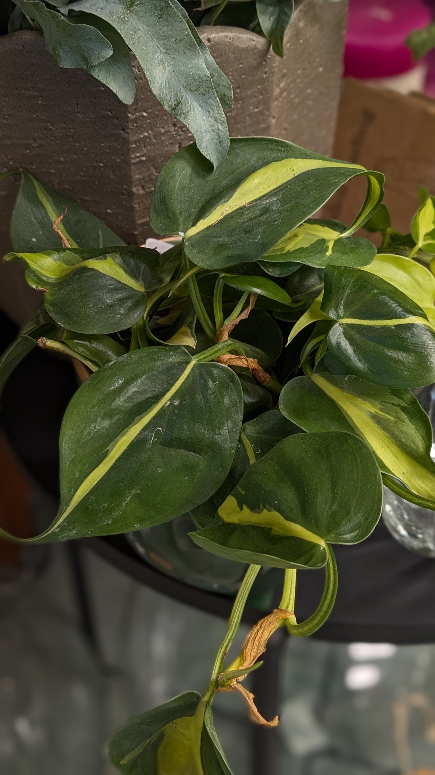 Philodendron 'Brasil'