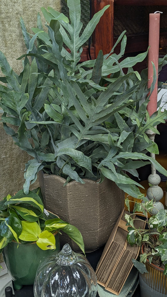 Blue Star Fern