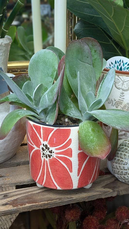 Paddle Plant