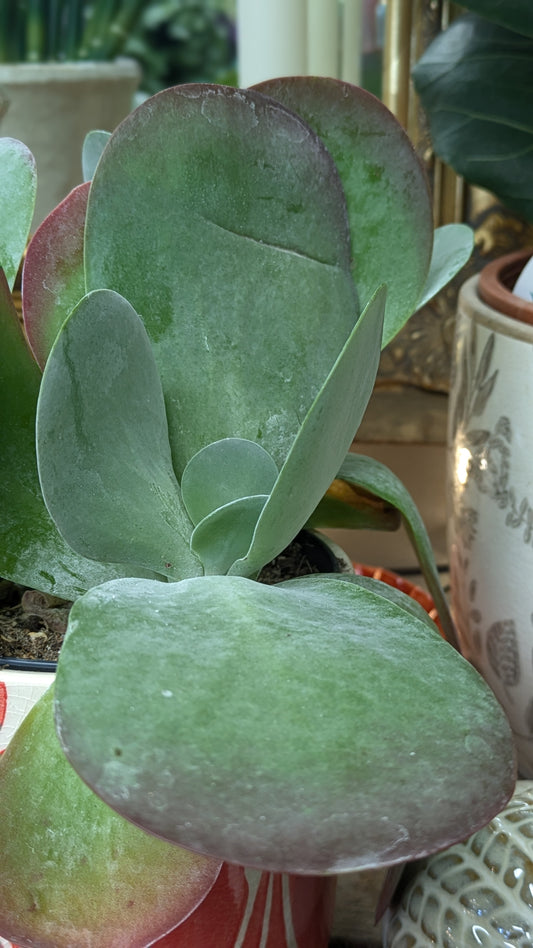 Paddle Plant