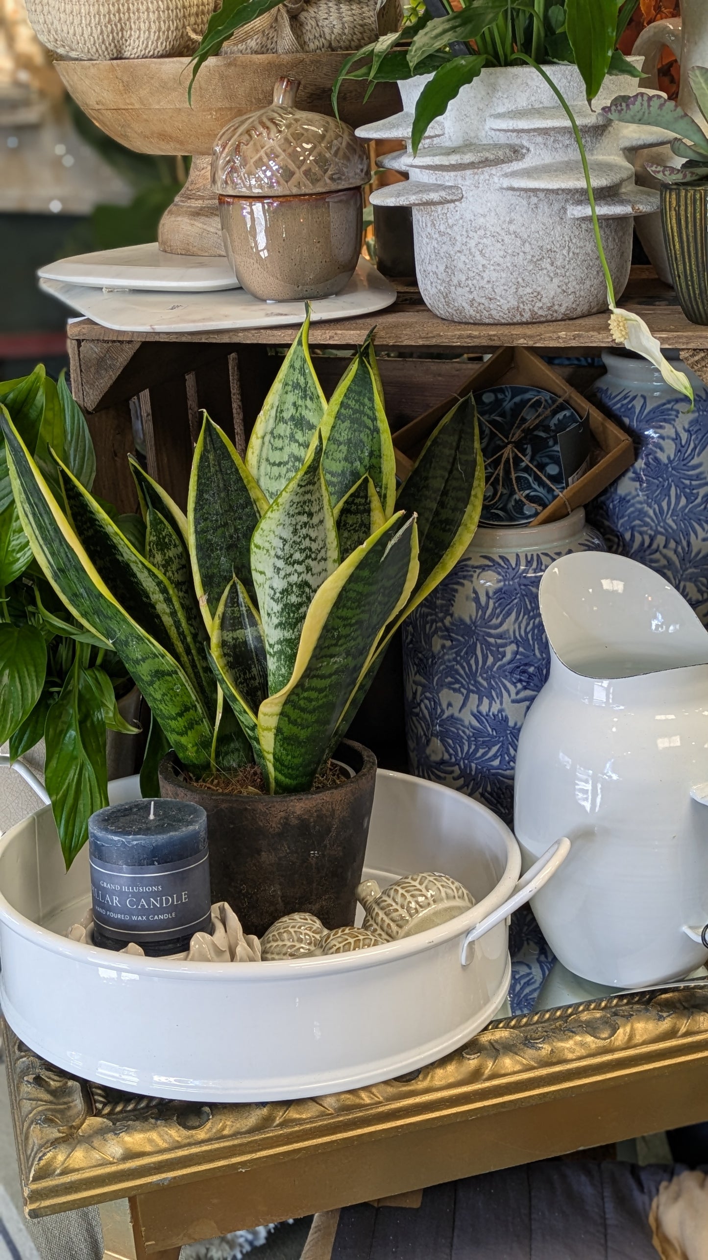 Mother in Laws Tongue / Snake plant