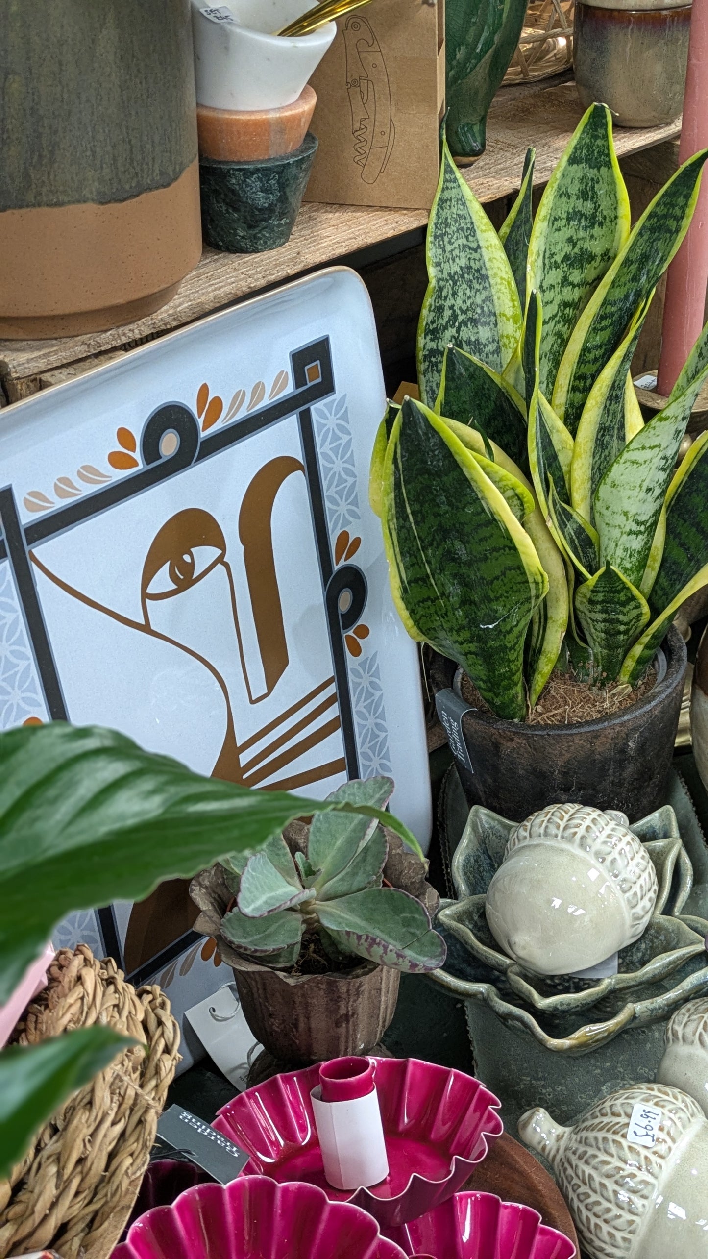 Mother in Laws Tongue / Snake plant