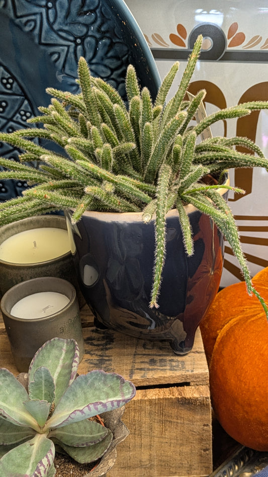 Mouse Tail Cactus