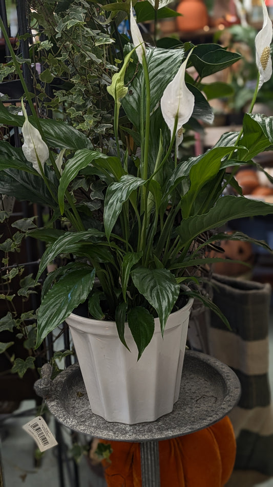 Spathiphllum / Peace Lily (Medium)