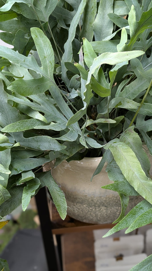 Blue Star Fern