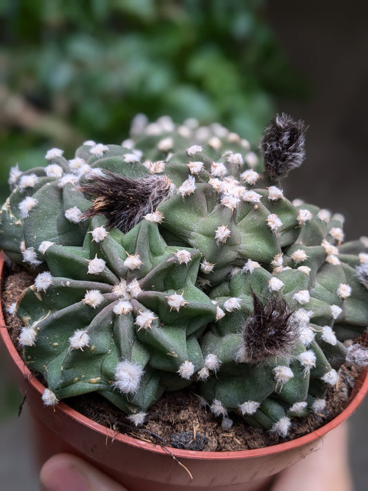 Grouchy (Cactus)