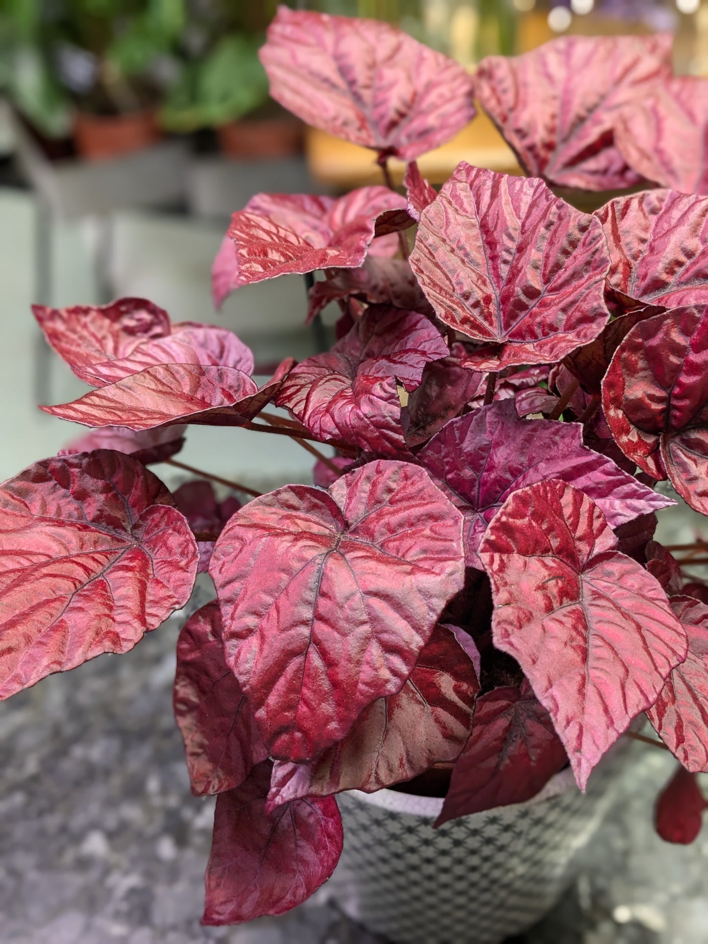 Begonia Rex 'Inca Flame'