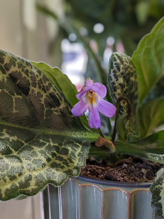 Streptocarpus - Pretty Turtle