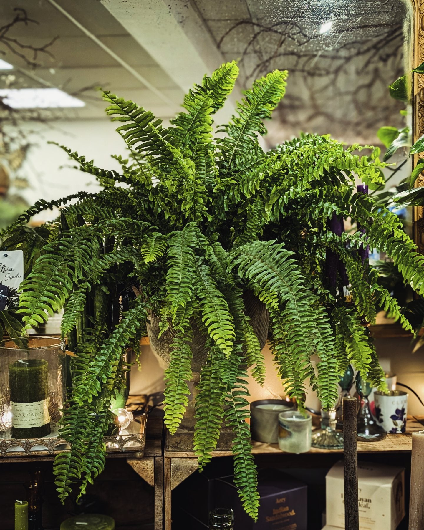 Boston Fern