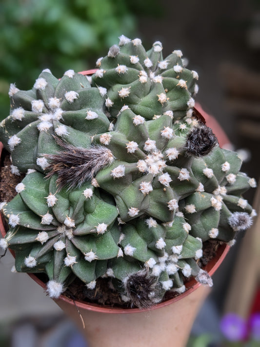 Grouchy (Cactus)