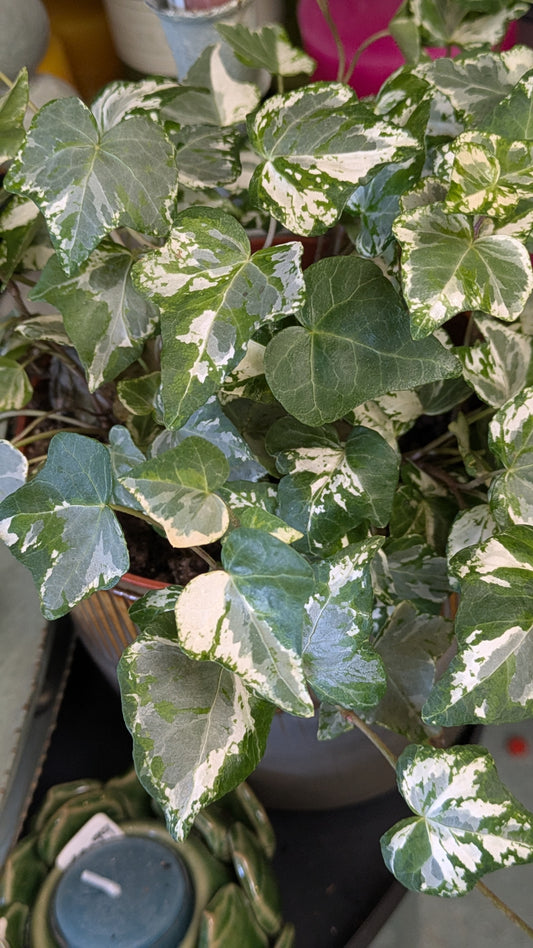 Ivy