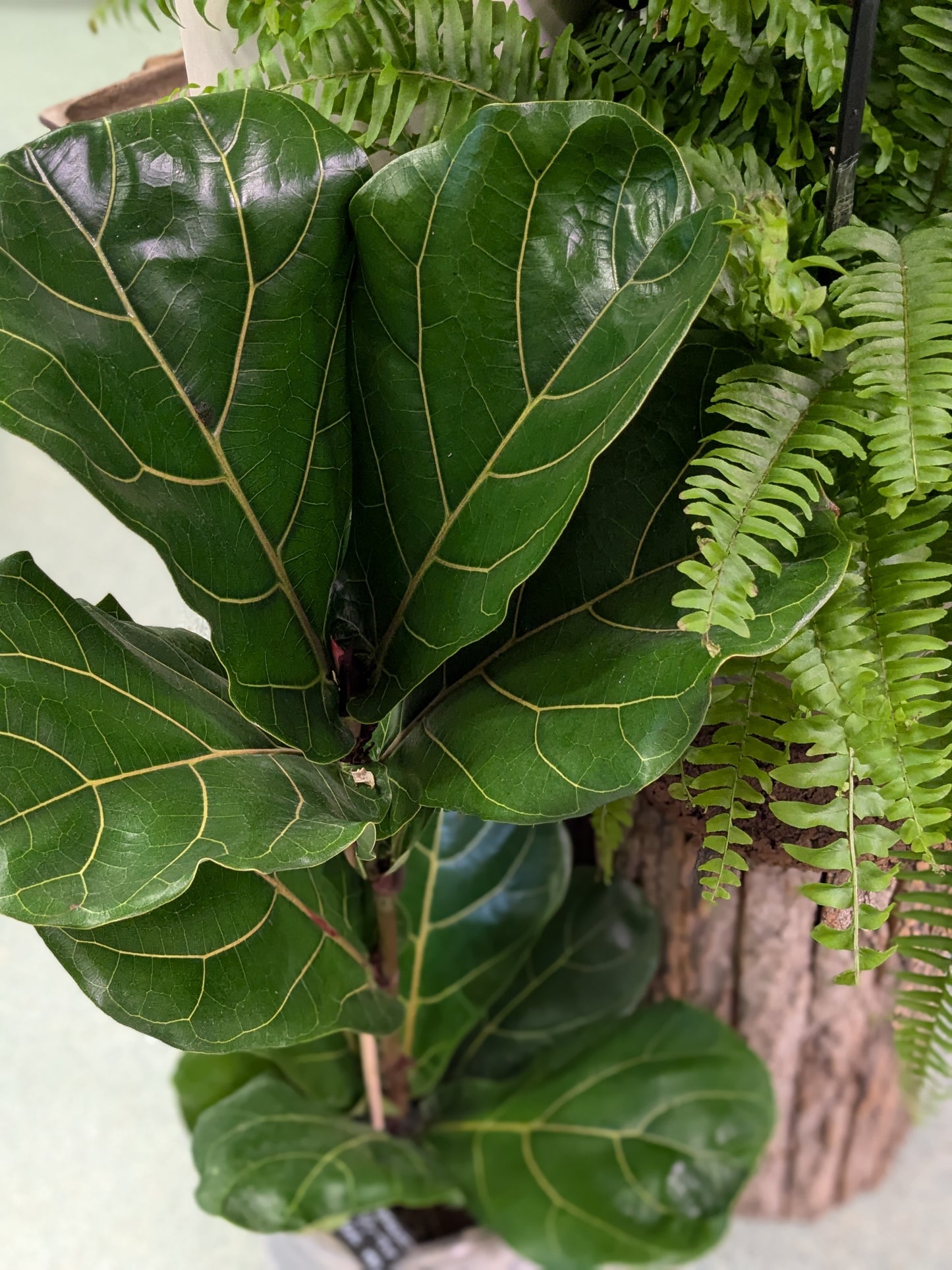 Fiddle Leaf Fig