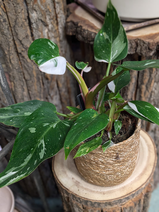 Philodendron White Wave